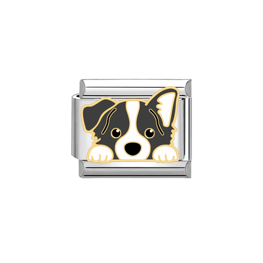 IB Charm Border Collie Dog